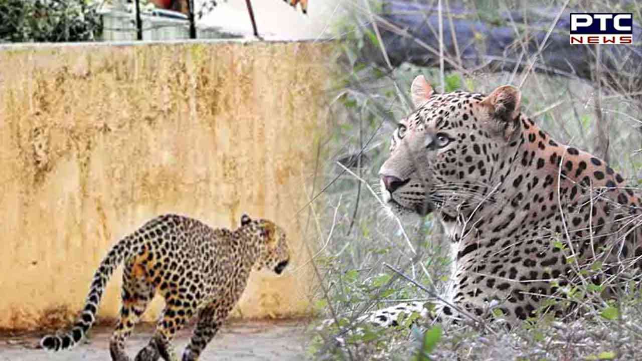 Karnataka: Movement restricted after leopard spotted in varsity campus