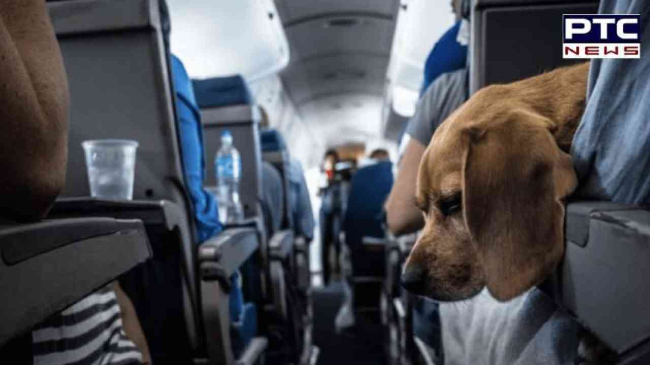 DGCA advises airlines to frame policy on pets carriage