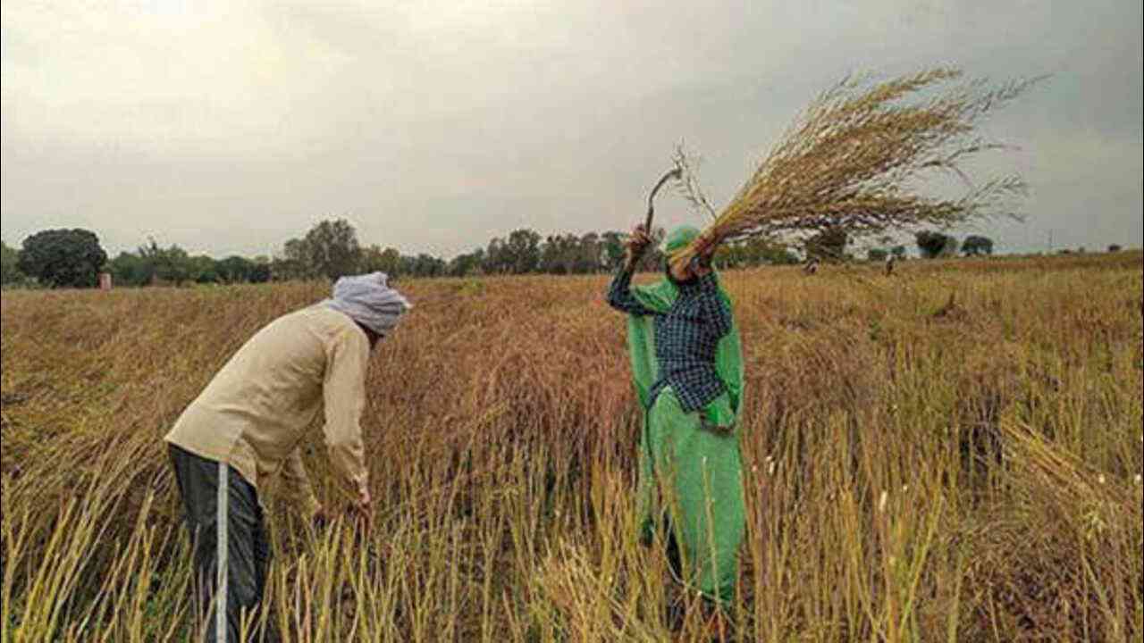 मौसम विभाग ने हरियाणा-पंजाब के किसानों से फसलों की कटाई रोकने को कहा