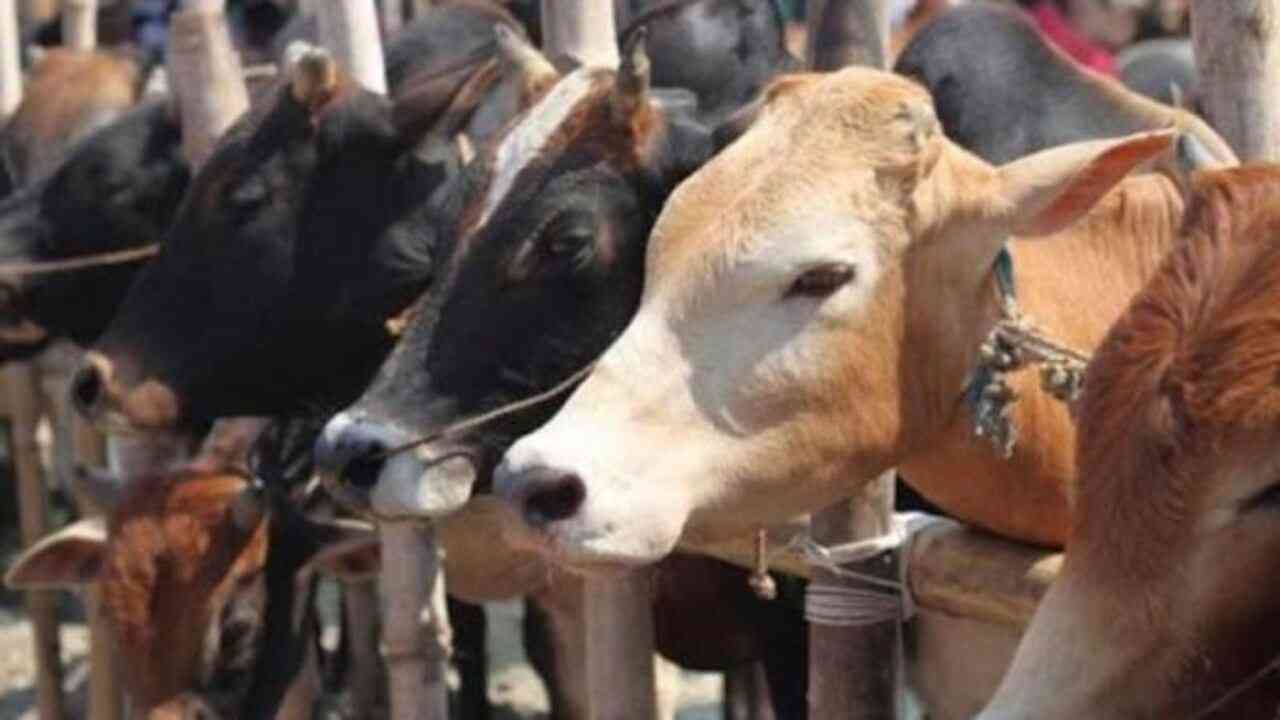 हरियाणा में गौ तस्करों ने सरपंच की गाड़ी को किया क्षतिग्रस्त, गायों को सड़क पर फेंककर भागा
