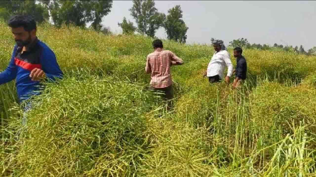 हरियाणा में एमएसपी से नीचे बिक रही सरसों, मदद की गुहार लगाते किसान