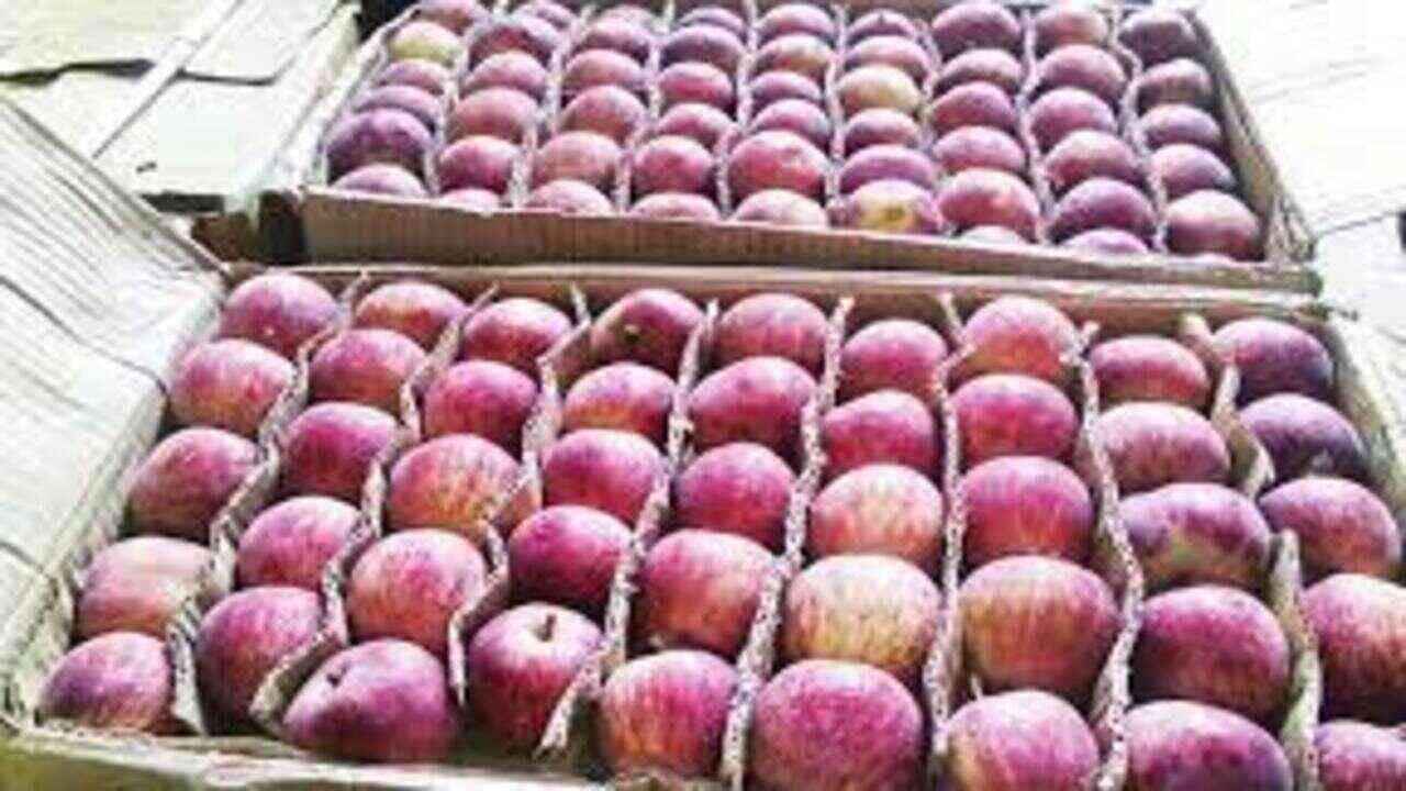 Businessmen from other states will have to take a license to buy apples from Himachal mandis हिमाचल की मंडियों से सेब खरीदने के लिए दुसरे राज्य के व्यवसाइयों को लेना पड़ेगा  लाइसेंस