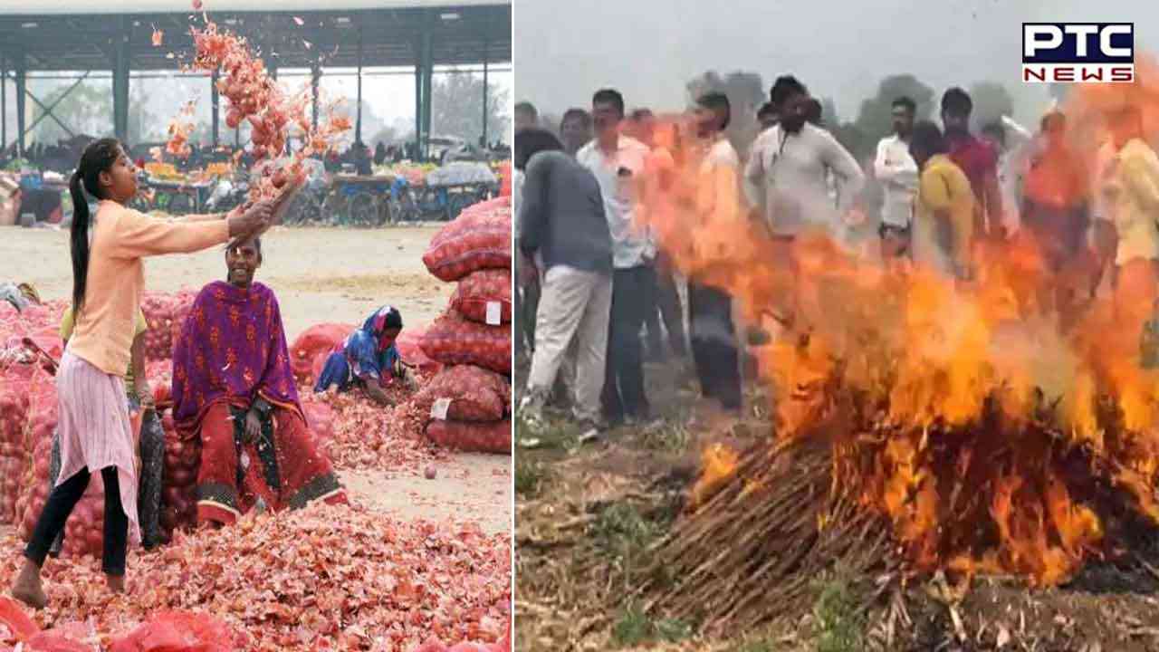 Maharashtra’s angry farmers burn onion crop