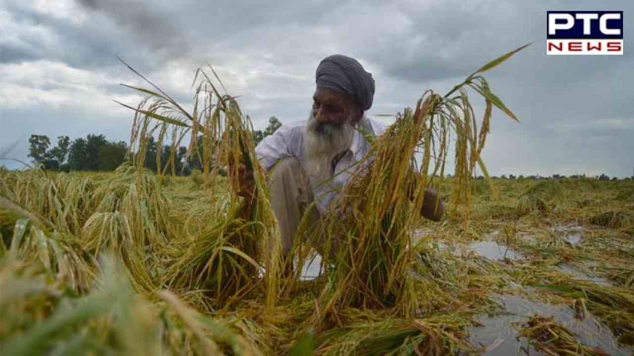 IMD forecasts rain, hail in Punjab & Haryana; farmers advised to defer harvesting