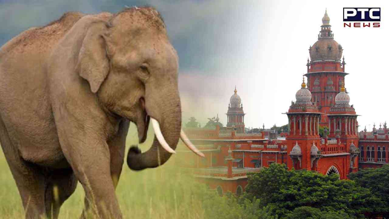 Madras High Court : ਮਦਰਾਸ ਹਾਈ ਕੋਰਟ ਦਾ ਵੱਡਾ ਫ਼ੈਸਲਾ, ਨਿੱਜੀ ਸਖ਼ਸ਼ ਤੇ ਧਾਰਮਿਕ ਸੰਸਥਾਵਾਂ ਨਹੀਂ ਕਰ ਸਕਣਗੀਆਂ ਹਾਥੀ ਅਧਿਗ੍ਰਹਿਣ