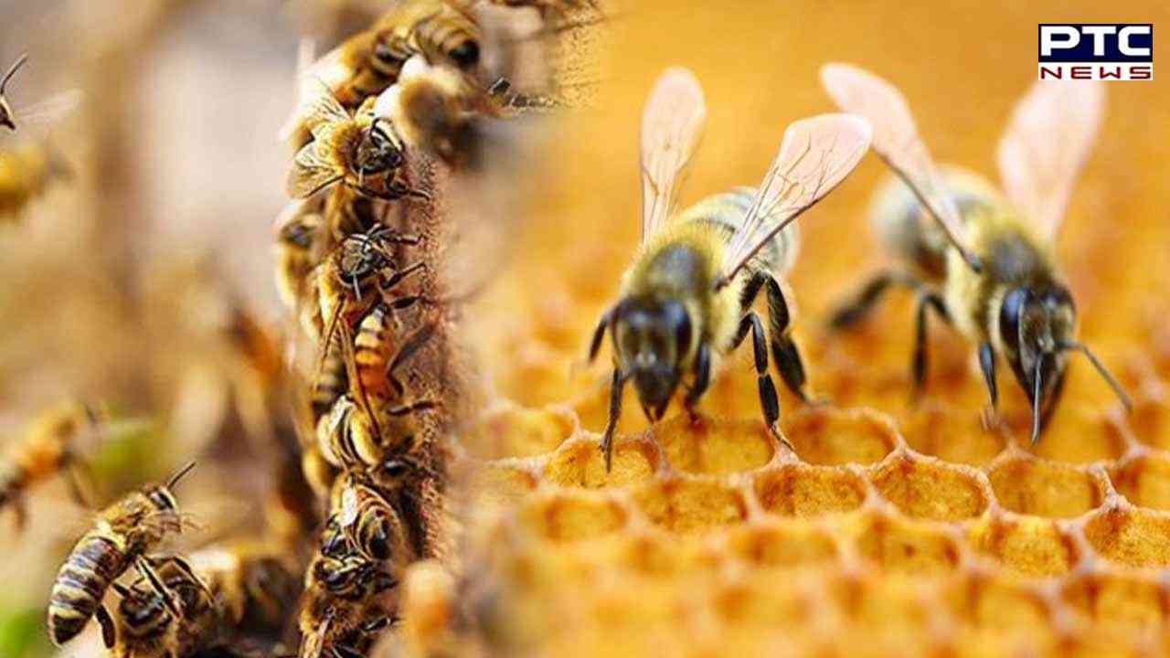 Social signal learning of waggle dance in honey bees: Study