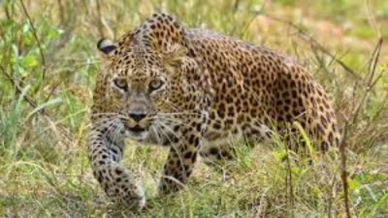 मंडी: गौशाला में घुसकर तेंदुए ने 16 भेड़ों को बनाया अपना शिकार