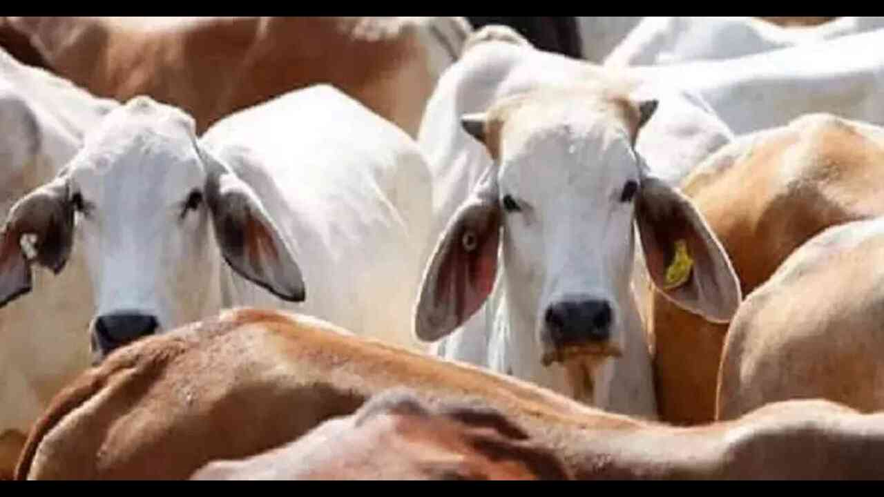 'काऊ प्रोटेक्शन टास्क फोर्स' करेगी गायों की रक्षा, हरियाणा सरकार ने दिया आदेश