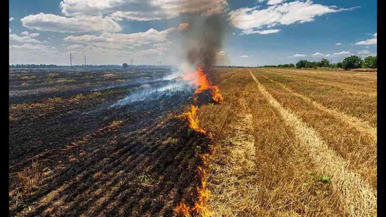 हरियाणा में पराली जलाने की घटनाओं में 48% की कमी आई: कृषि मंत्री