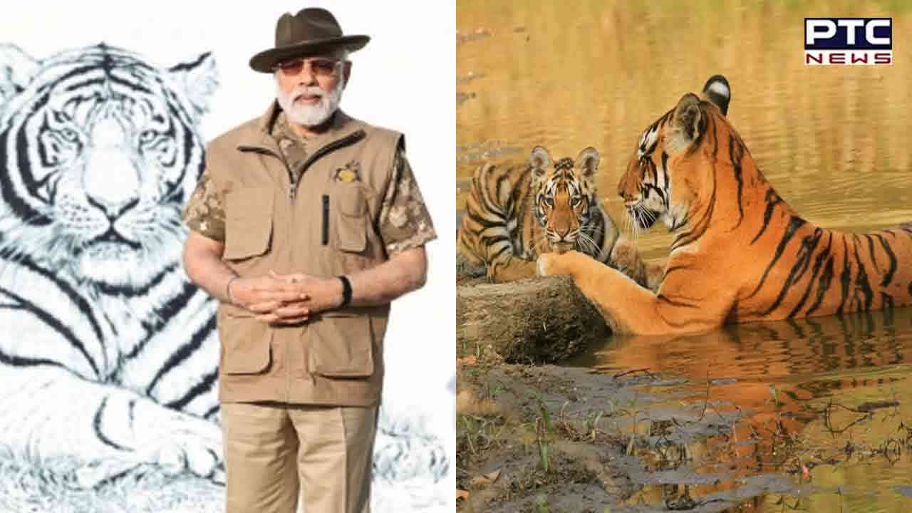 Tiger Census 2022: India’s Tiger Population Up From 2,967 To 3,167 ...