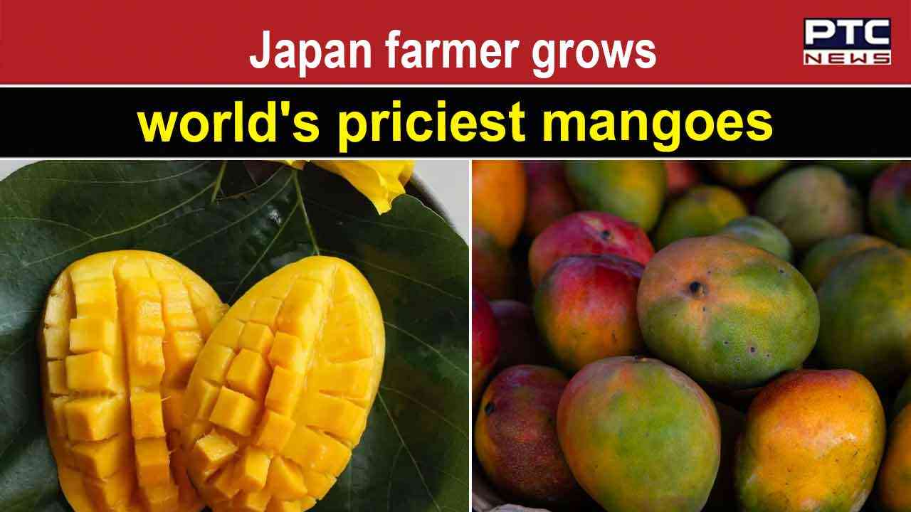 Japan's Snowy Mango Farm Producing the world's most expensive mangoes