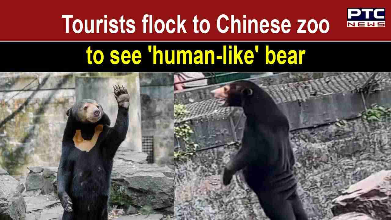 Viral video: Human-like bear at Chinese zoo makes netizens go crazy ...