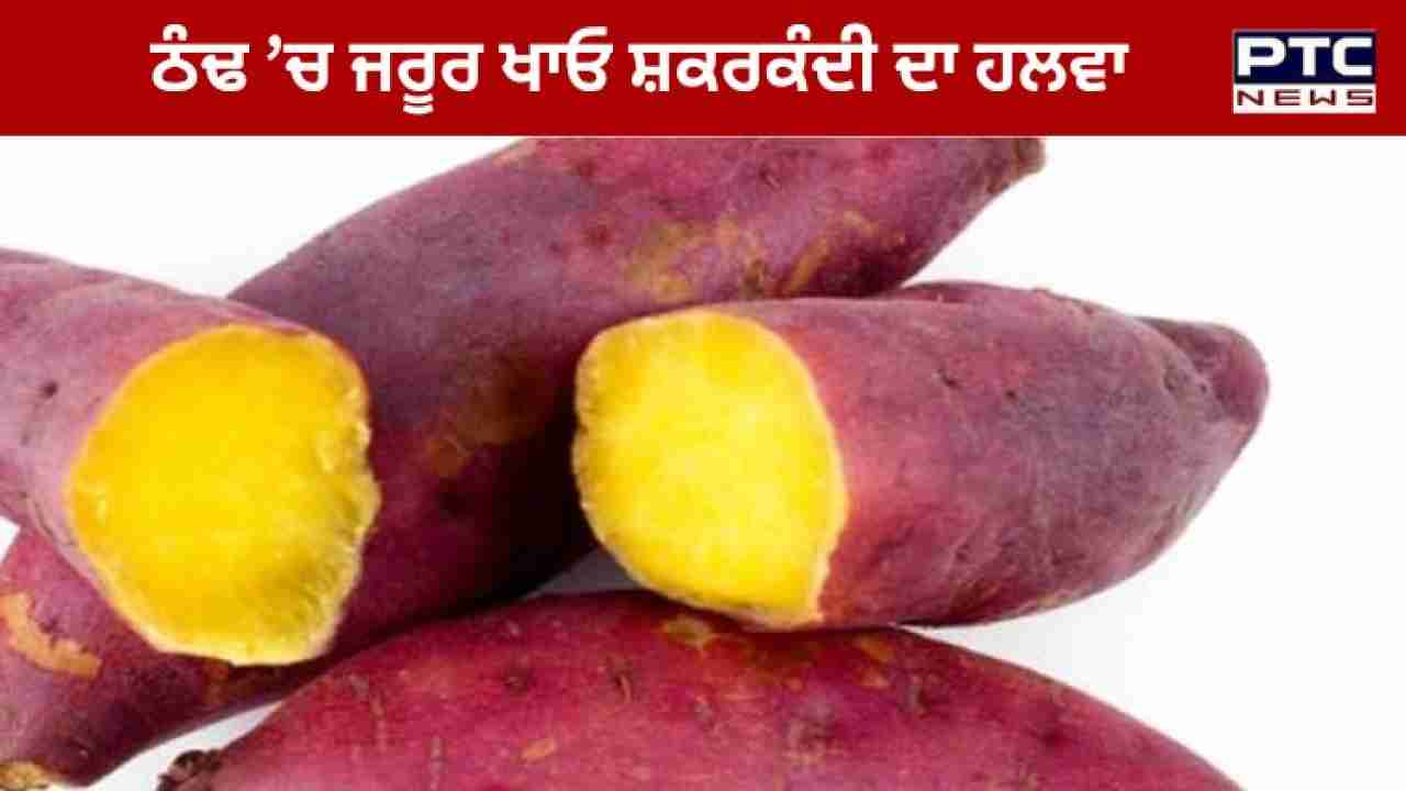 Sweet Potato Halwa Benefits ਸਰੀਰ 'ਚ ਇਮਿਊਨਿਟੀ ਨੂੰ ਬਣਾਈ ਰੱਖਣ 'ਚ ਲਾਹੇਵੰਦ ਹੈ ਸ਼ਕਰਕੰਦੀ ਦੇ ਹਲਵੇ ਦਾ