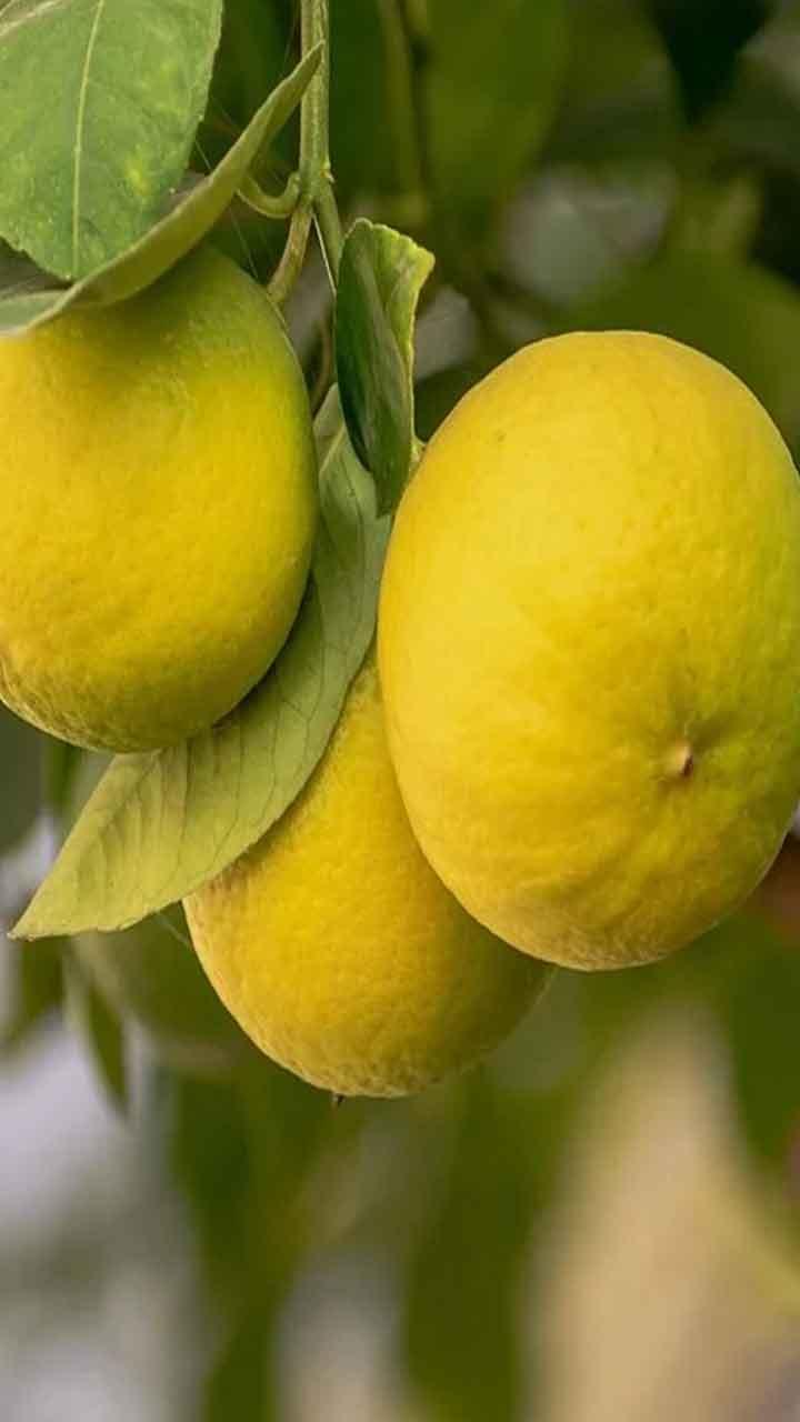 Lemon Uses Tips : ਨਿੰਬੂ ਦੇ 7 ਘਰੇਲੂ ਉਪਯੋਗ