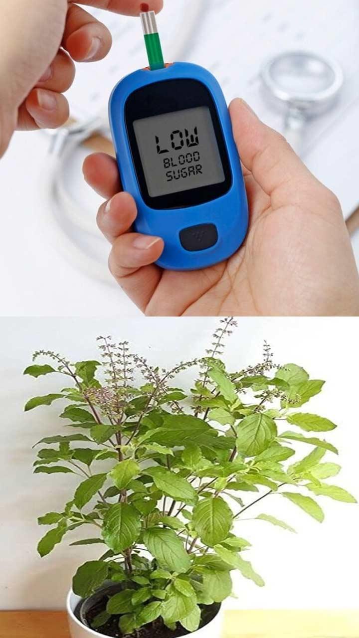 ਸ਼ੂਗਰ ਦੇ ਮਰੀਜ਼ਾਂ ਨੂੰ ਤੁਲਸੀ ਦੇ ਕਿੰਨੇ ਪੱਤੇ ਖਾਣੇ ਚਾਹੀਦੇ ਹਨ