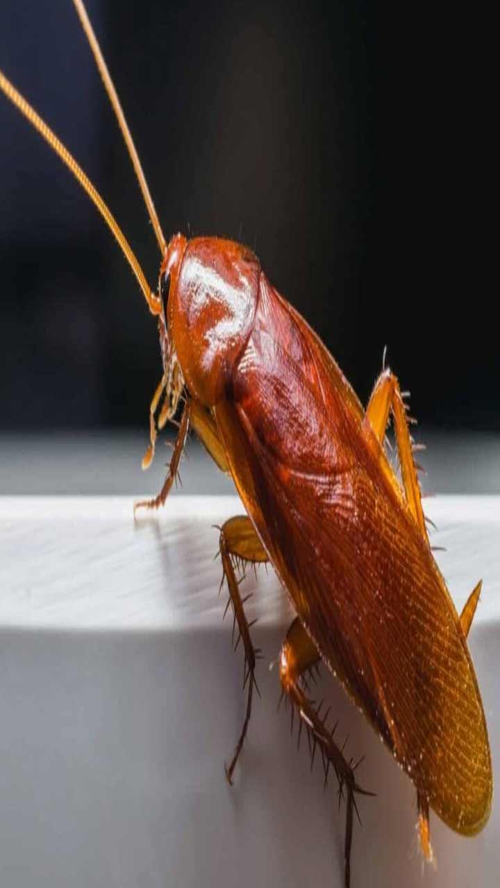 Cockroaches : ਘਰ ਵਿਚੋਂ ਕਾਕਰੋਚ ਭਜਾਉਣ ਦੇ ਨੁਸਖੇ