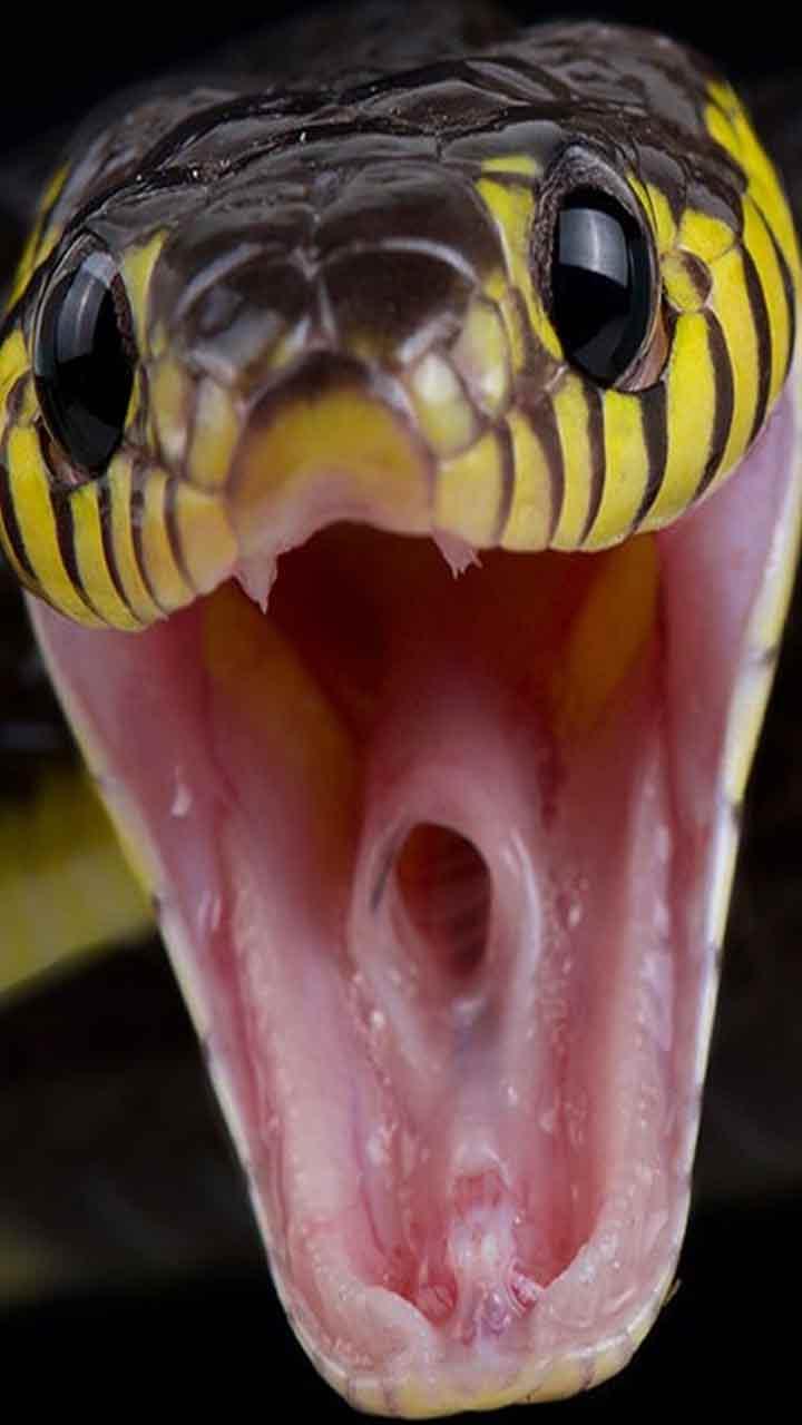 Venomous Snakes : ਦੁਨੀਆ ਦੇ 5 ਸਭ ਤੋਂ 'ਛੋਟੇ' ਜ਼ਹਿਰੀਲੇ ਸੱਪ !