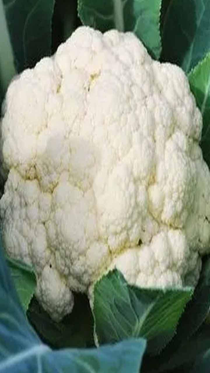 Cauliflower Cleaning Hacks : ਫੁੱਲਗੋਭੀ 'ਚ ਲੁਕੇ ਕੀੜੇ ਕਿਵੇਂ ਕੱਢੀਏ ? ਜਾਣੋ ਨੁਕਤੇ