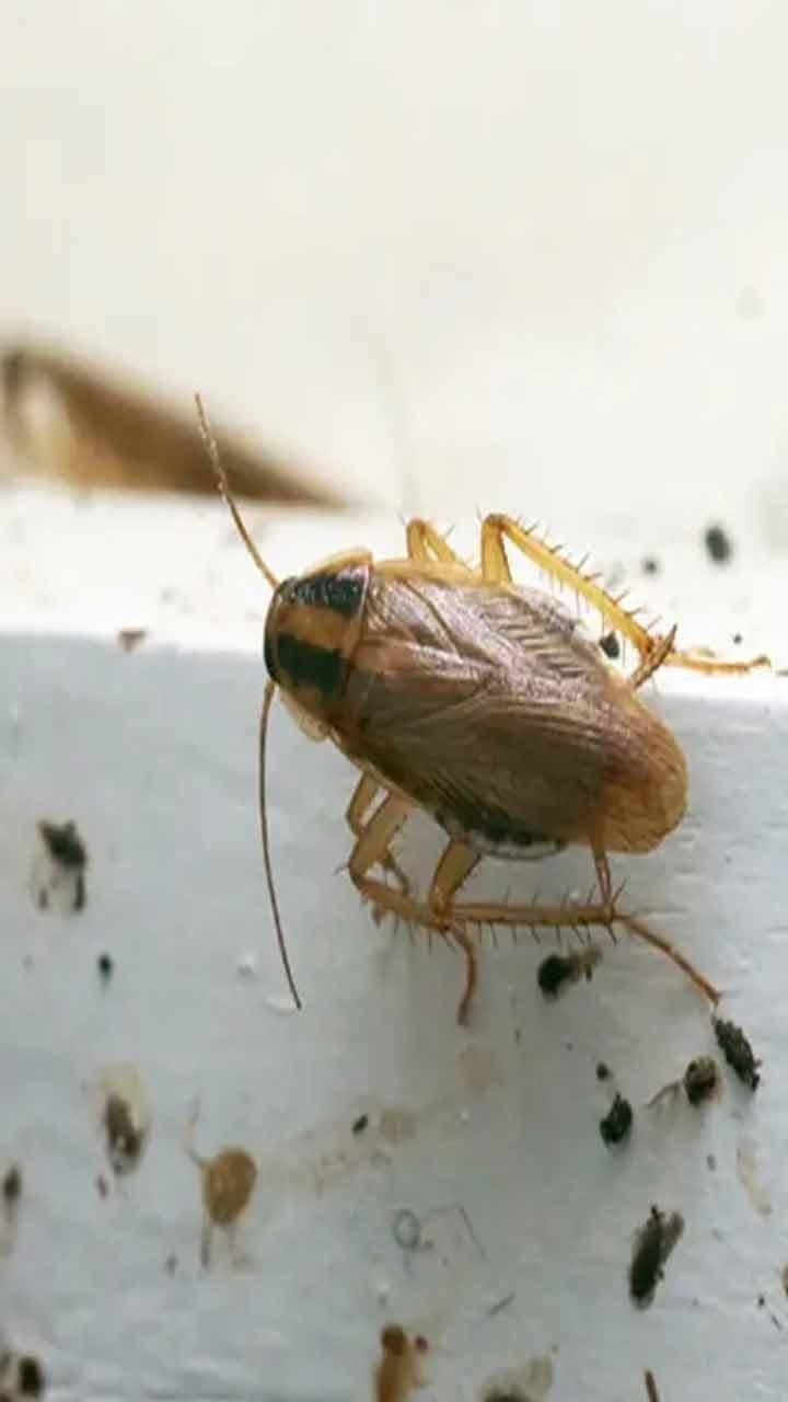 Cockroach Remedies : ਰਸੋਈ ਵਿਚੋਂ ਕਾਕਰੋਚਾਂ ਨੂੰ ਭਜਾਉਣ ਦੇ 5 ਅਸਰਦਾਰ ਨੁਕਤੇ