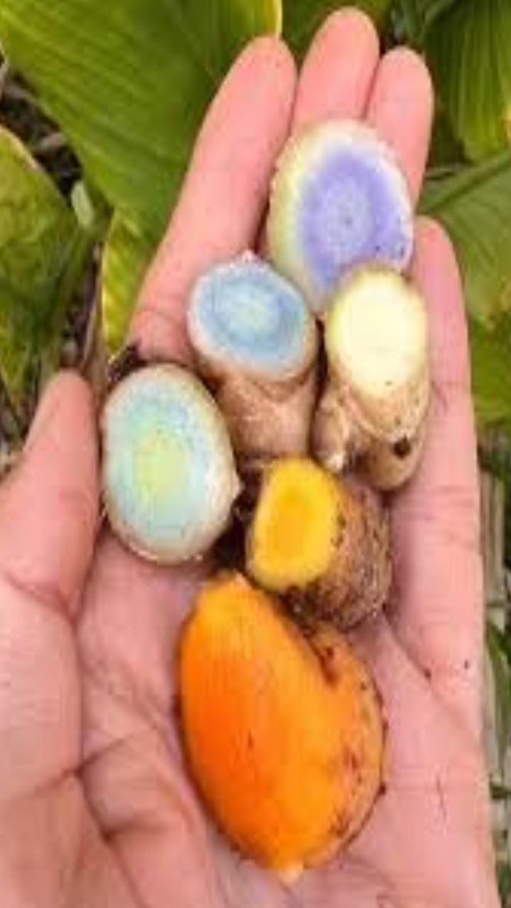 Blue Turmeric : ਕੀ ਤੁਸੀ ਨੀਲੀ ਹਲਦੀ ਖਾਧੀ ਹੈ ? ਜਾਣੋ ਕੀ ਹਨ ਇਸ ਦੇ ਲਾਭ